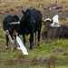 Cattle egrets following the cattle
