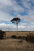 Clearing Skies- lone tree