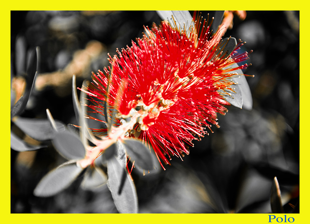 Callistemon citrinos + (1PiP)