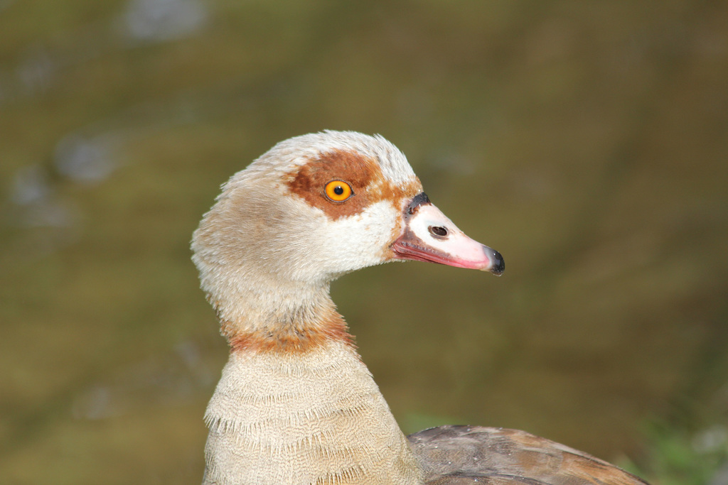 Nilgans