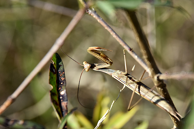 mante religieuse (male )