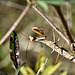 mante religieuse (male )