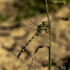 Anisoptera, vulgarmente conocida como Libélula...