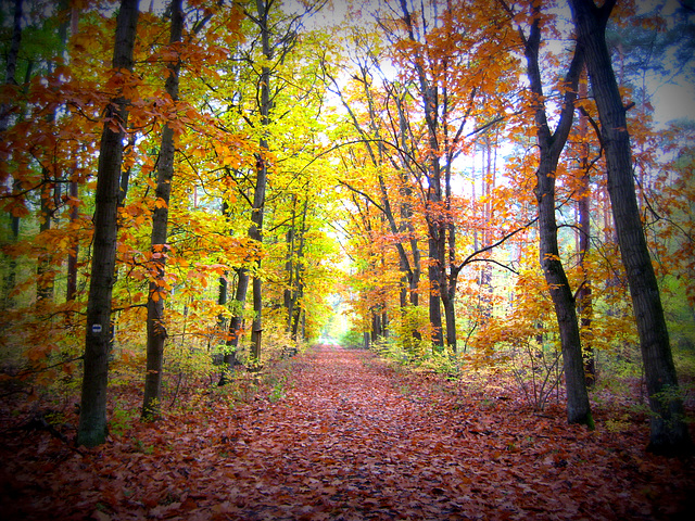 297/365  - Im Herbstwald