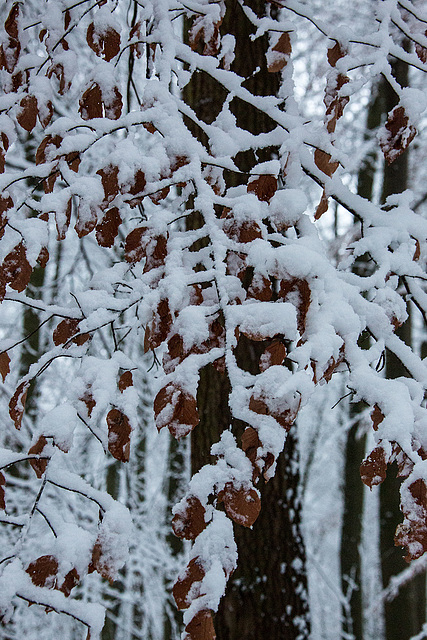 20150131 6760VRAw [D~SHG] Schnee, Wesergebirge, Rinteln