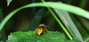 Wasp....Underneath The Arches