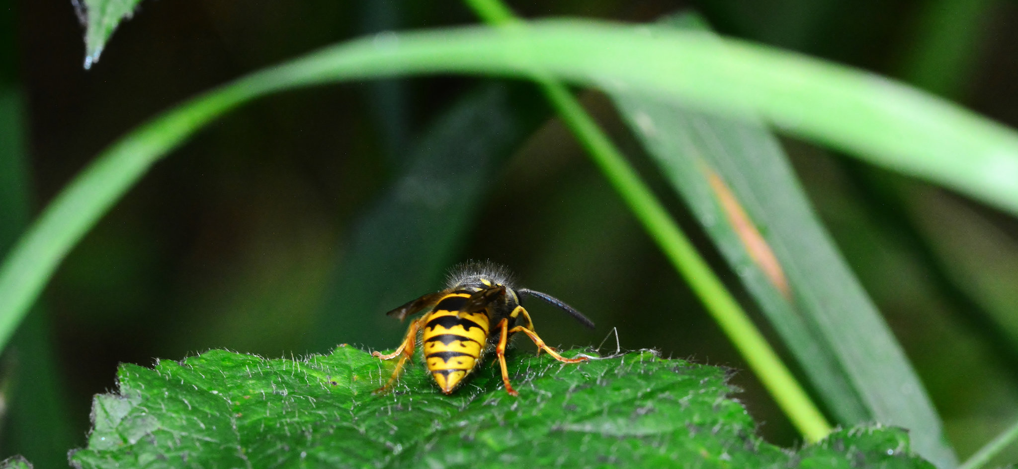 Wasp....Underneath The Arches