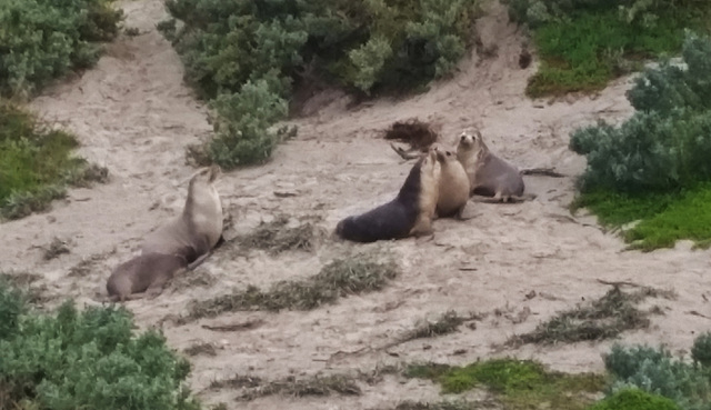 sea lions!