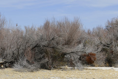 Mesquite Thicket