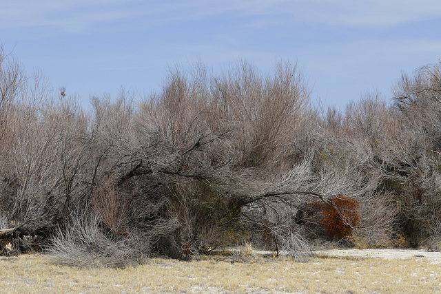 Mesquite Thicket