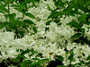 Deutzia Gracilles