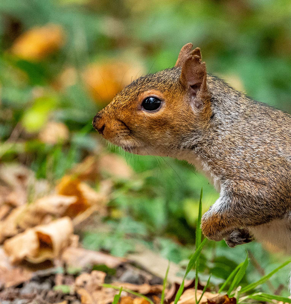 Squirrel