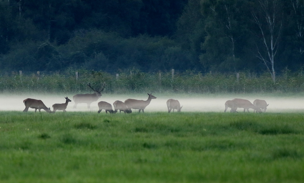 scene de brame dans la brume .....