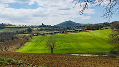 Wheat fields in wintertime.