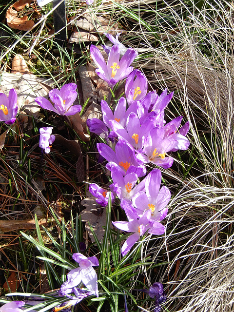 Frühlingskrokus Crocus vernus