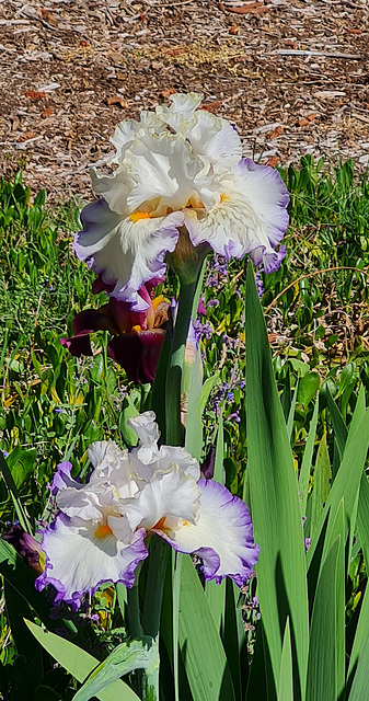 Iris