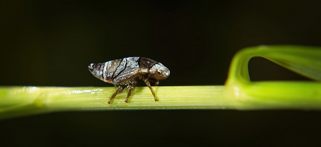Die Nymphe der Wiesenschaumzikade (Philaenus spumarius) macht sich auf dem Weg :)) The nymph of the meadowfoam cicada (Philaenus spumarius) is on its way :)) La nymphe de la cigale limnanthe (Philaenu