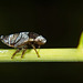 Die Nymphe der Wiesenschaumzikade (Philaenus spumarius) macht sich auf dem Weg :)) The nymph of the meadowfoam cicada (Philaenus spumarius) is on its way :)) La nymphe de la cigale limnanthe (Philaenus spumarius) est en route :))