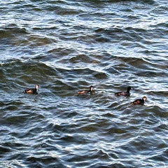 Bleßralle (Fulica atra) mit Kücken