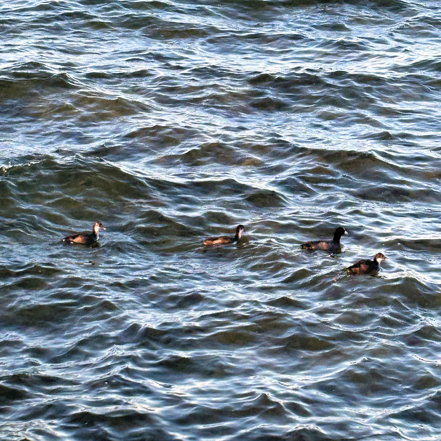 Bleßralle (Fulica atra) mit Kücken