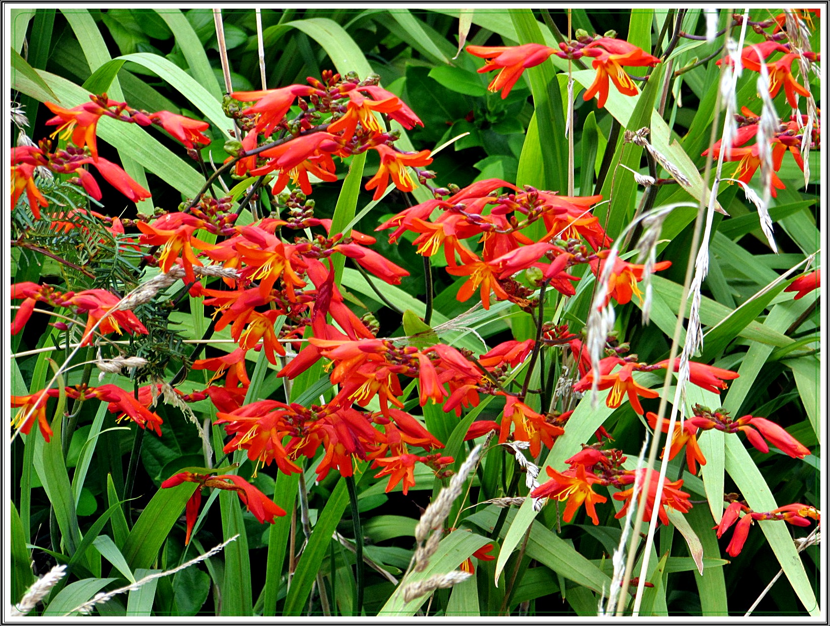 Crocosmia.