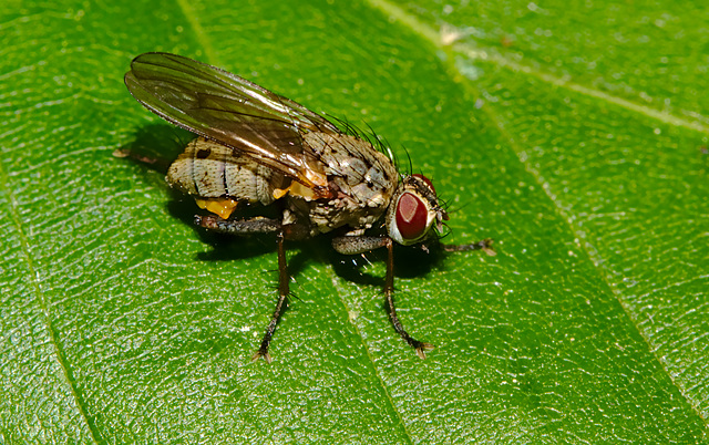 Fly IMG_0988