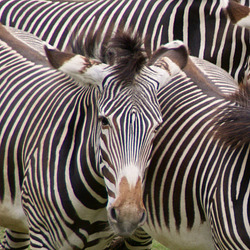 verwirrende Streifenmuster