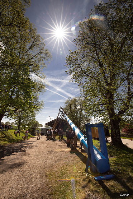 Maibaum 2019