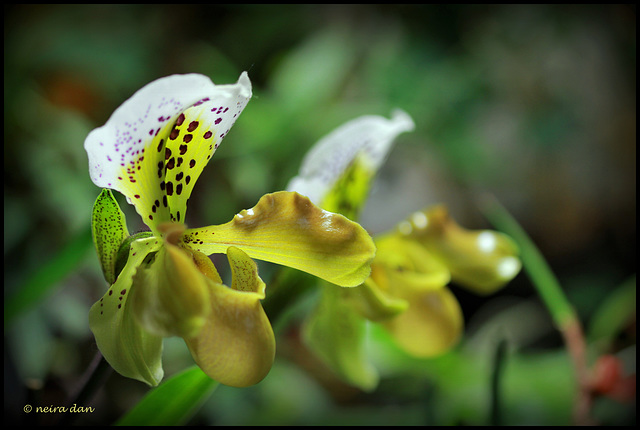 Paphiopedilum  X  exul , 'Boliviana'