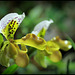 Paphiopedilum  X  exul , 'Boliviana'