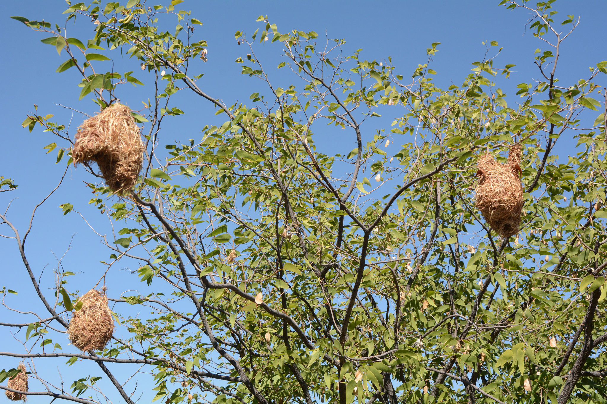 Namibia, Nests of Sociable Weaver Birds in the Branches of a Tree at Etosha Safari Lodge Gondwana