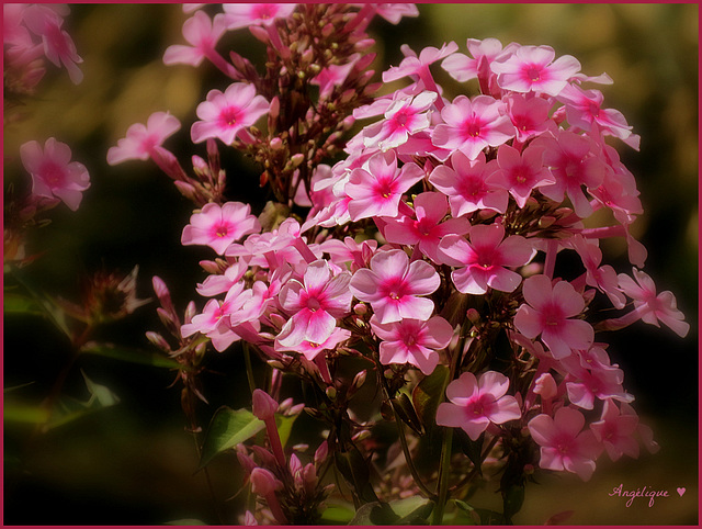 Phlox paniculé ............Bonne semaine à tous ! et bon 14 juillet