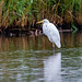 Great white egret