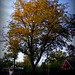 Autumn Trees Morning Sun Golden Hour