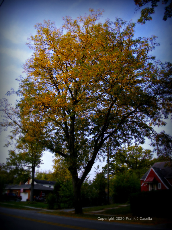 Autumn Trees Morning Sun Golden Hour