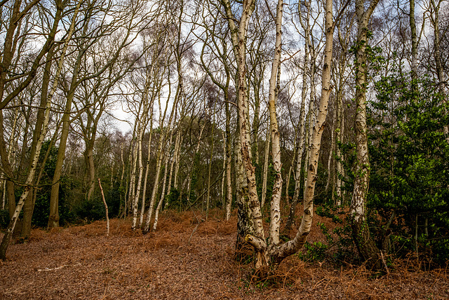 Storeton woods