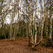 Storeton woods