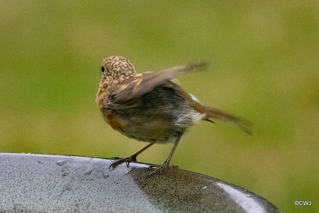 Young Robin