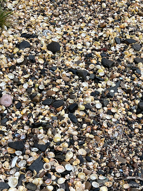 Shell Beach