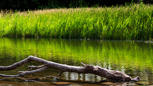 Reed Bed at Elter Water