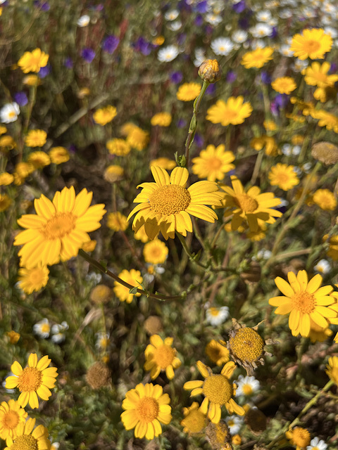 Glebionis segetum, Corn marigold, Semblana