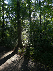 Sonnenlicht im dunklen Wald