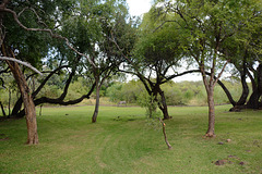 Zambia, The Park in the Royal Livingstone Hotel with a lone Zebra in the Distance