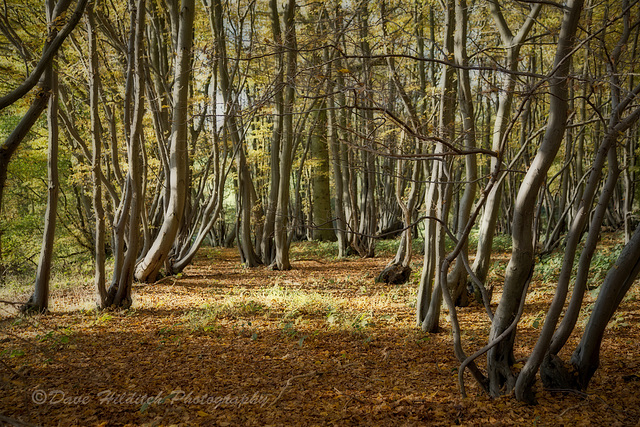 Autumn Colours