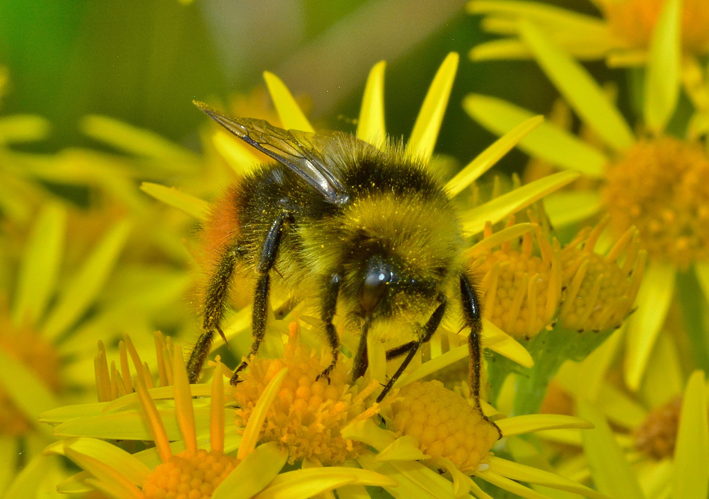 Bee