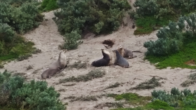 sea lions!