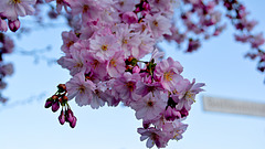 Wonderful World-Japanische Blütenkirsche