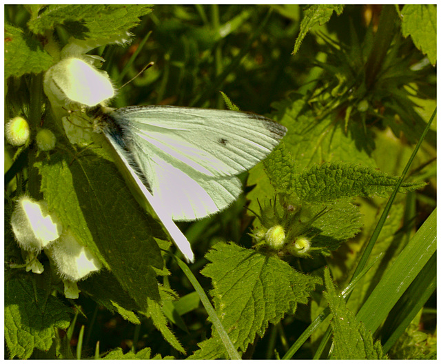 Butterfly IMG_0997