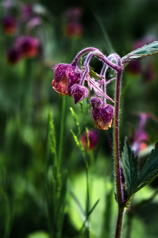 Water Avens