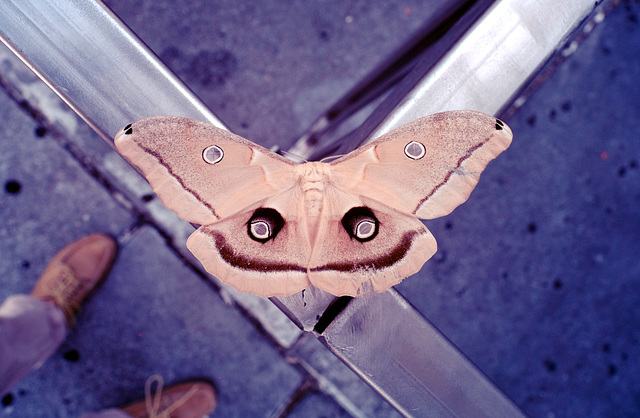 Polyphemus moth on court street